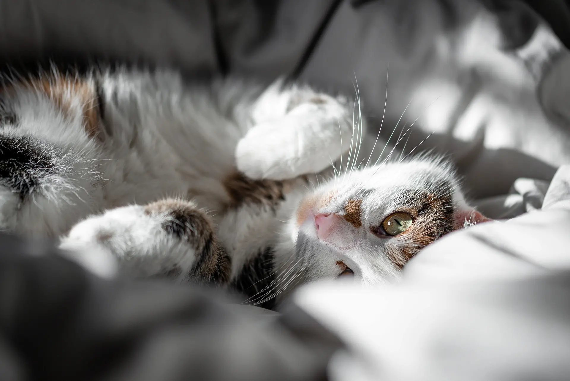 Why Does My Cat Wake Me Up? And How to Actually Get Them to Stop – pet care article image