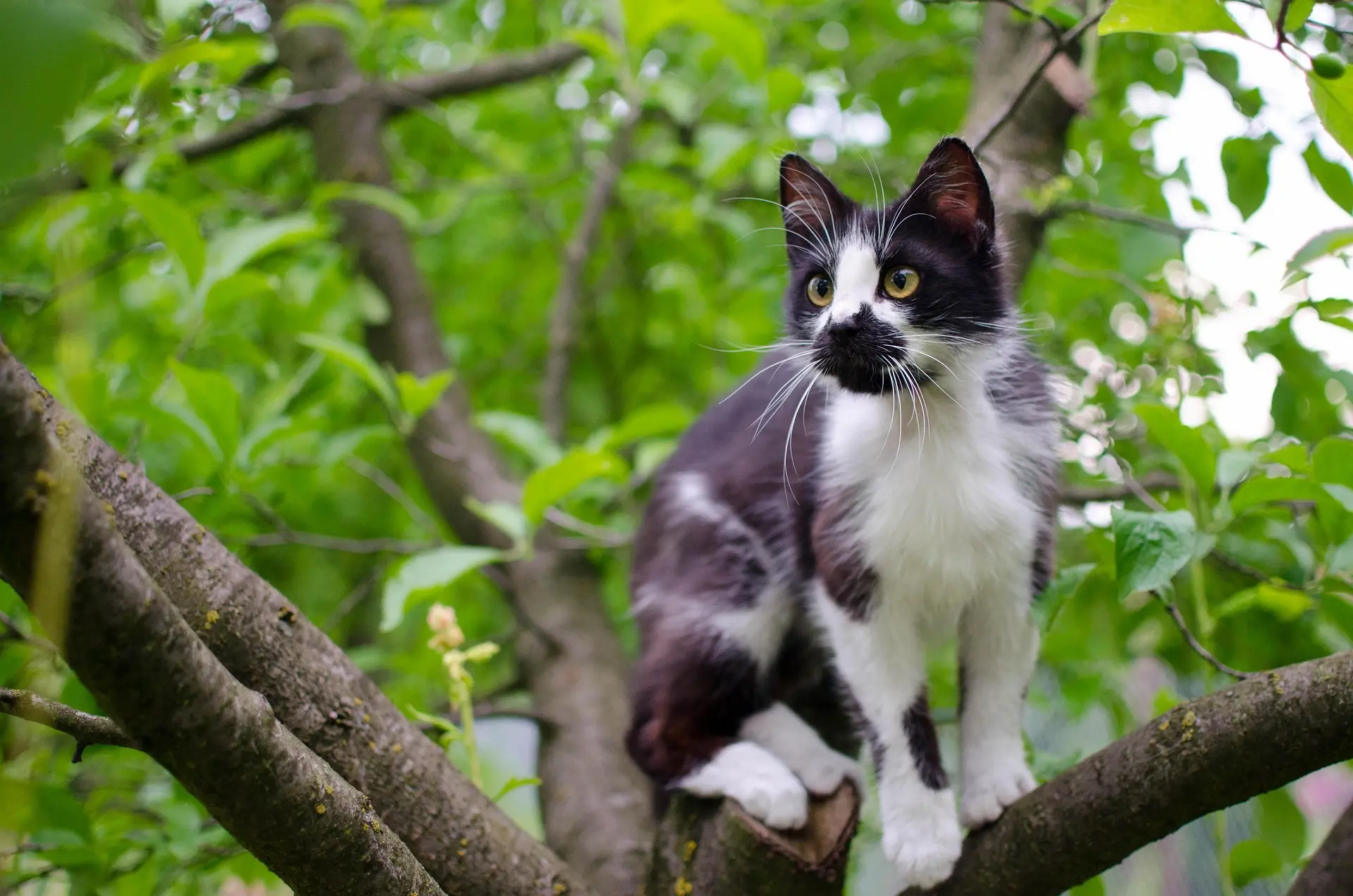 Why Do Cats Chatter at Birds? The Science Behind That Strange Sound – pet care article image