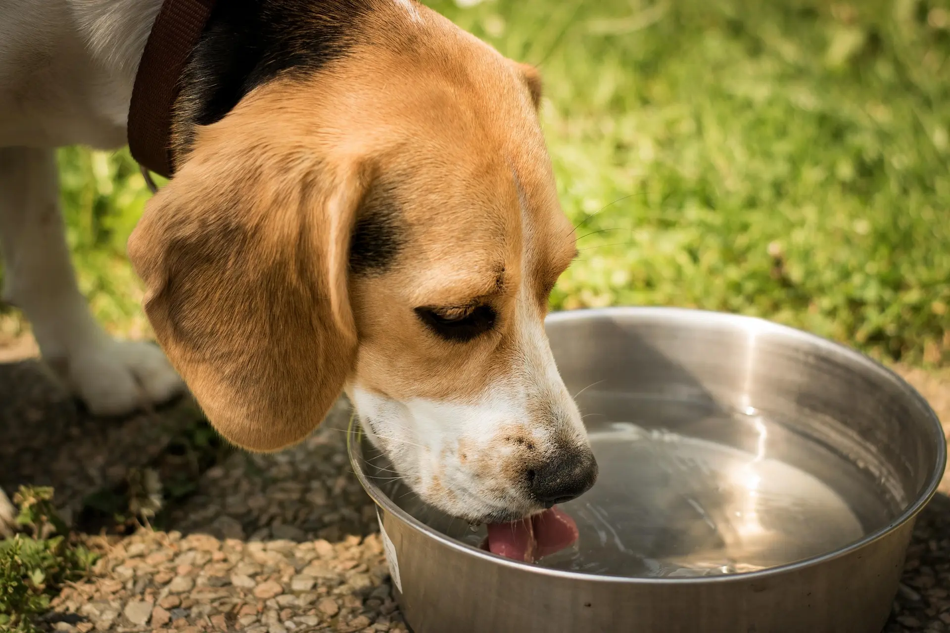 Why Does My Dog Drink So Much Water? When to Worry – pet care article image