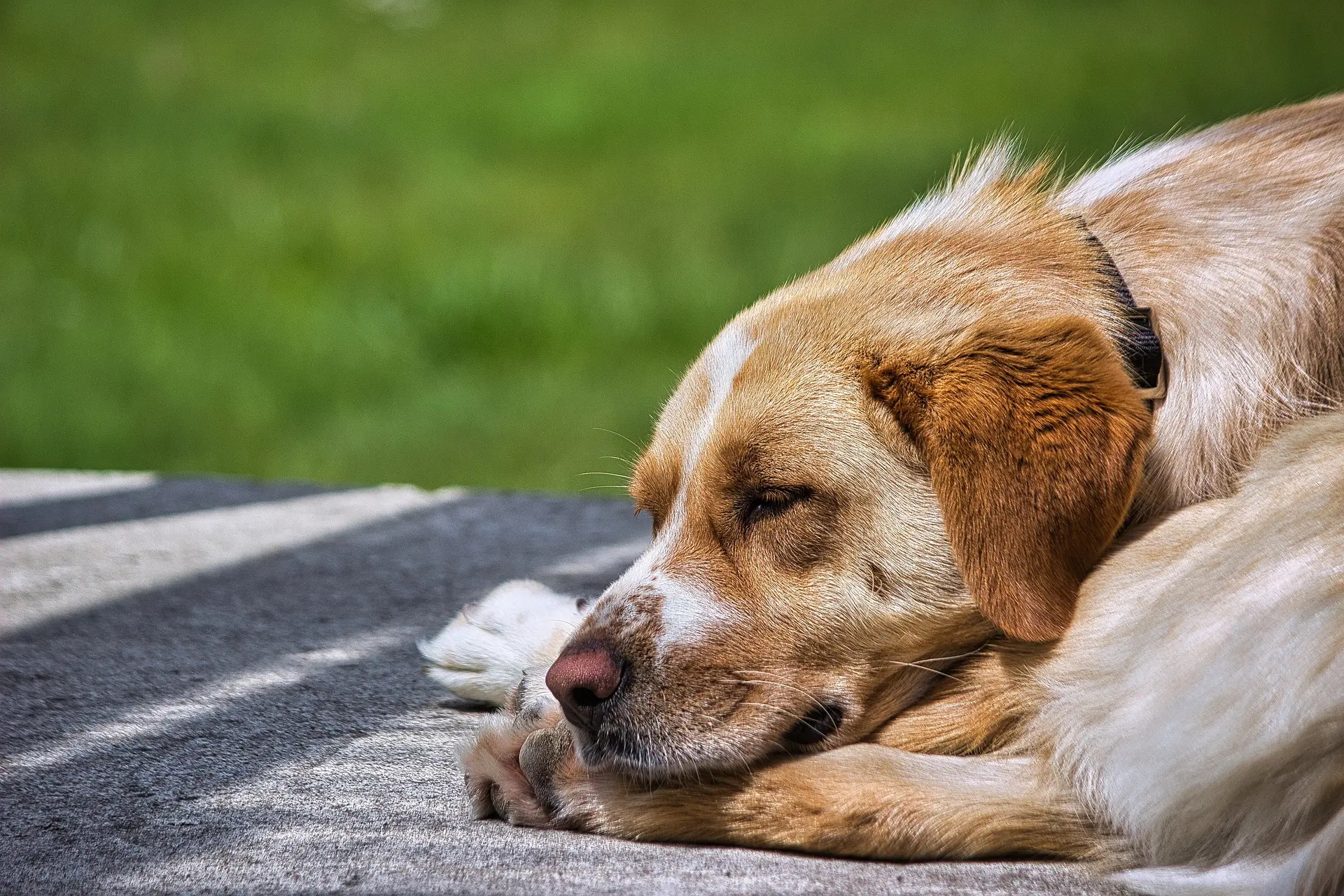 Why Do Dogs Circle Before Lying Down? The Instinct Behind the Ritual – pet care article image