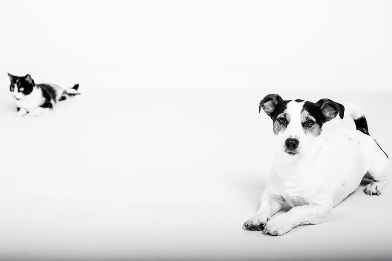 Dog and cat dressed up; Sniffaloo blog hero background