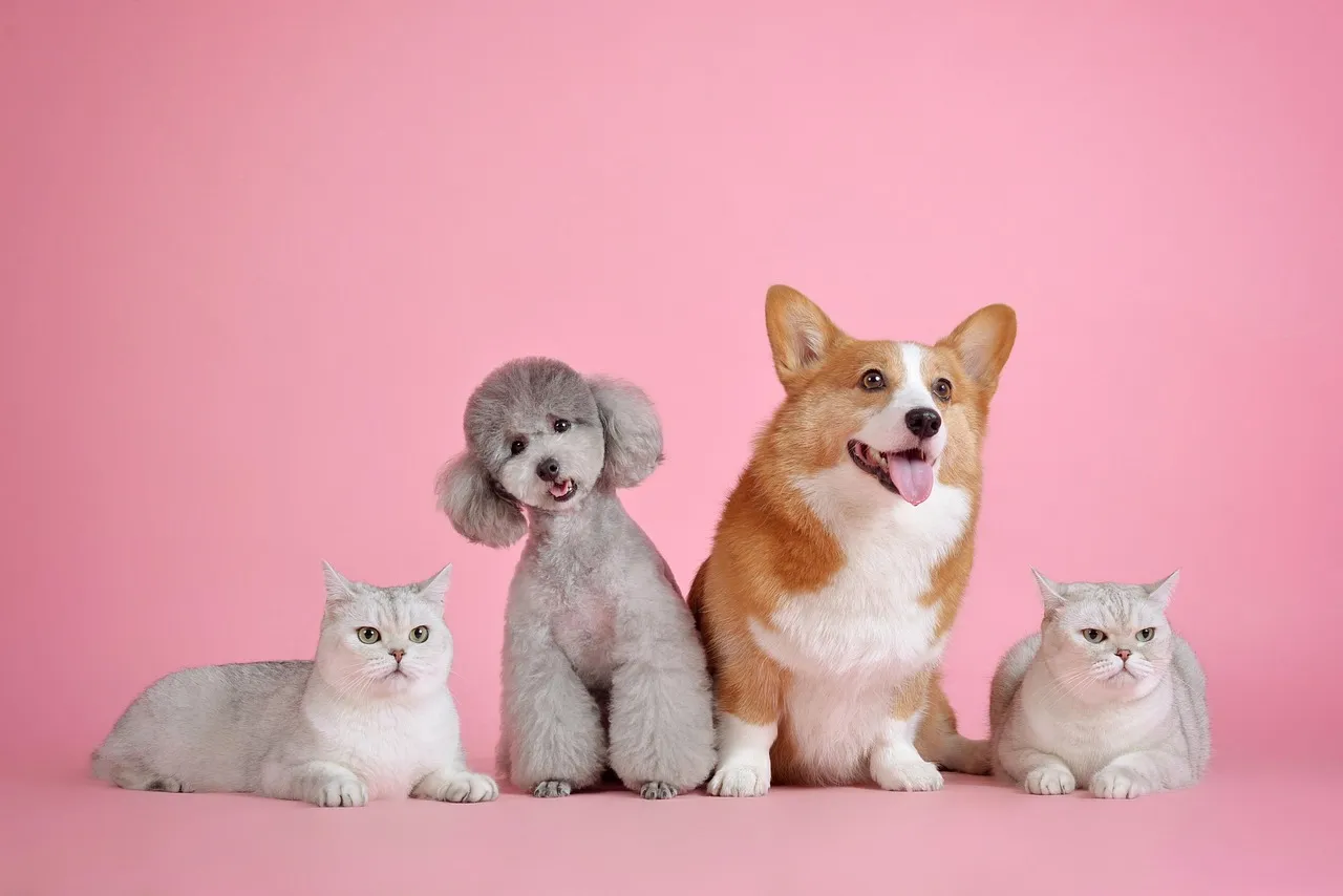 Group of four representing Sniffaloo's team in pet care