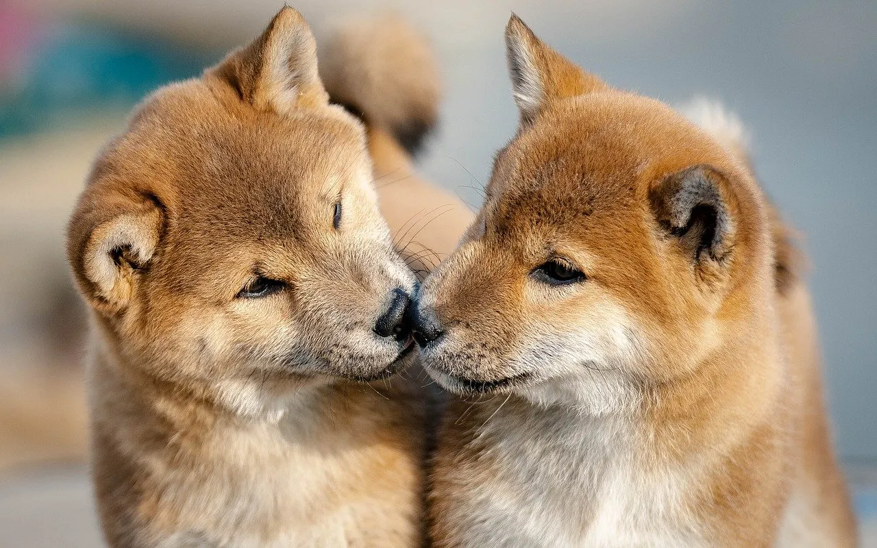 Two happy dogs; welcome to Sniffaloo's curated pet care resources